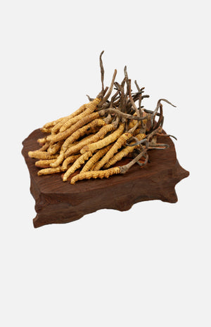 Cordyceps(Deluxe)(20g)