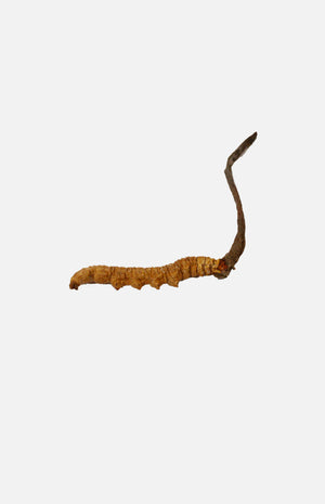 Cordyceps(Deluxe)(20g)