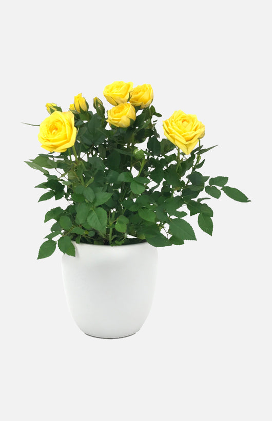 The Gift Yellow Rose Potted PlantsTGMD017