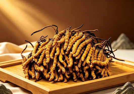 Cordyceps(Selected)(1 tael)