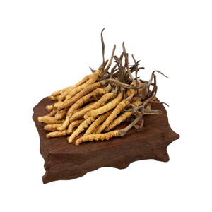 Cordyceps(Deluxe)(10g)