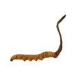 Cordyceps(Queen)(10g)