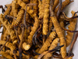 Cordyceps(King)(1 tael)